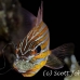 cardinalfish_wassinki_bhr_tam_h_0818_bal6823.jpg